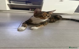 American Shorthair cats for sale: 4 beautiful kittens - Image 8
