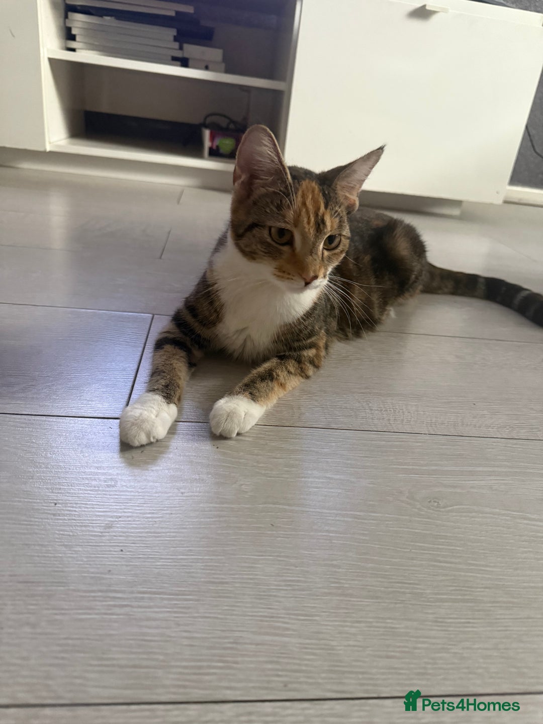 American Shorthair cats for sale: 4 beautiful kittens - Image 8