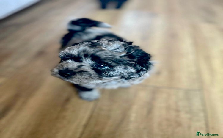 Shihpoo dogs - Advert 5
