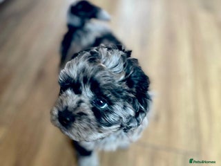 Shihpoo dogs - Advert 1