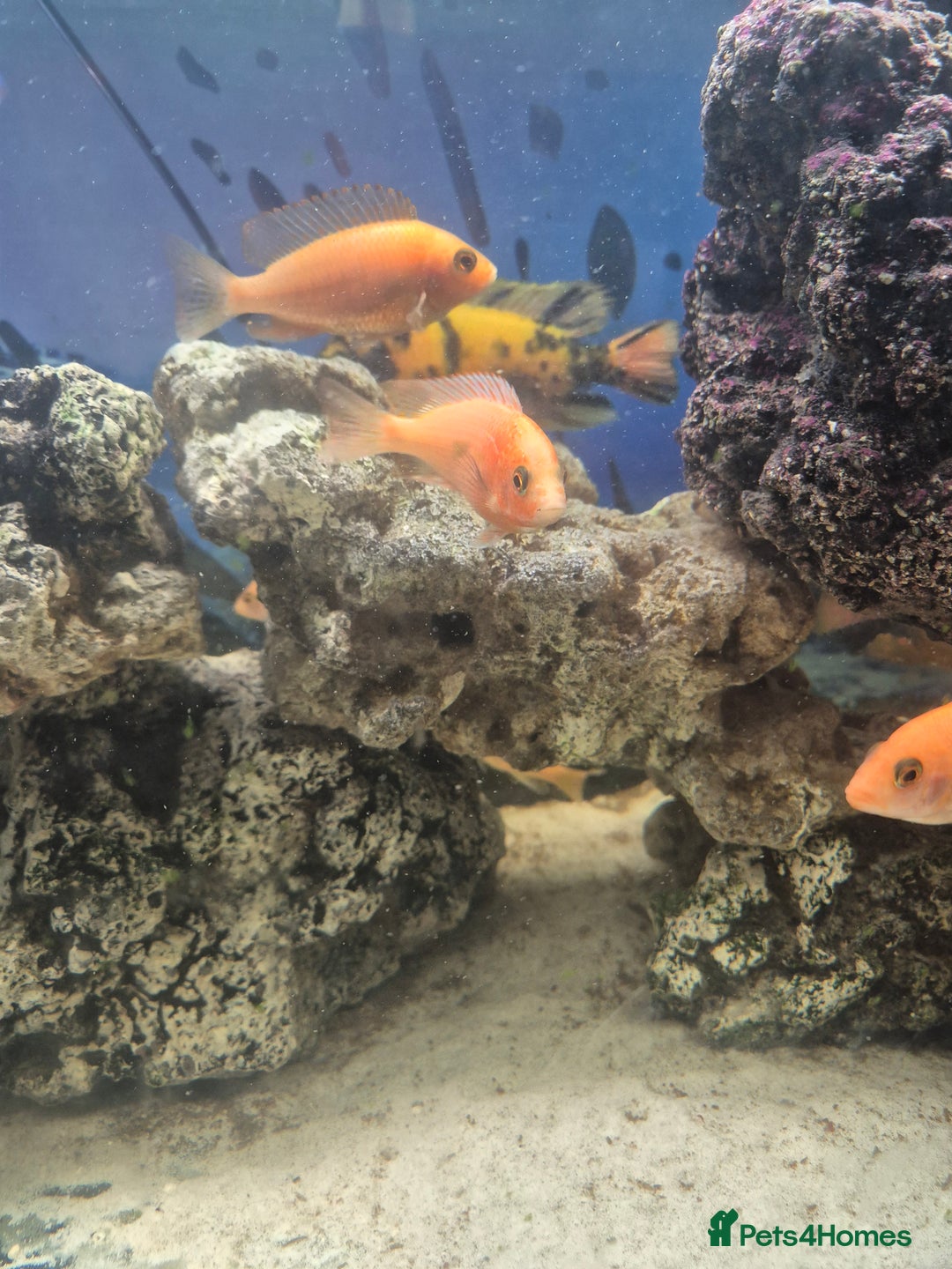 Cichlids fish for sale: African cichlids  - Advert 3