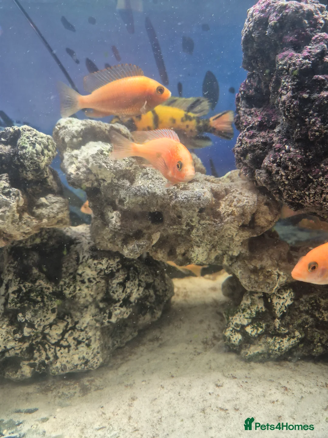 Cichlids fish for sale: African cichlids  - Advert 3