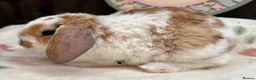 Mini Lop rabbits for sale: Mini Plush Lops  - Advert 3