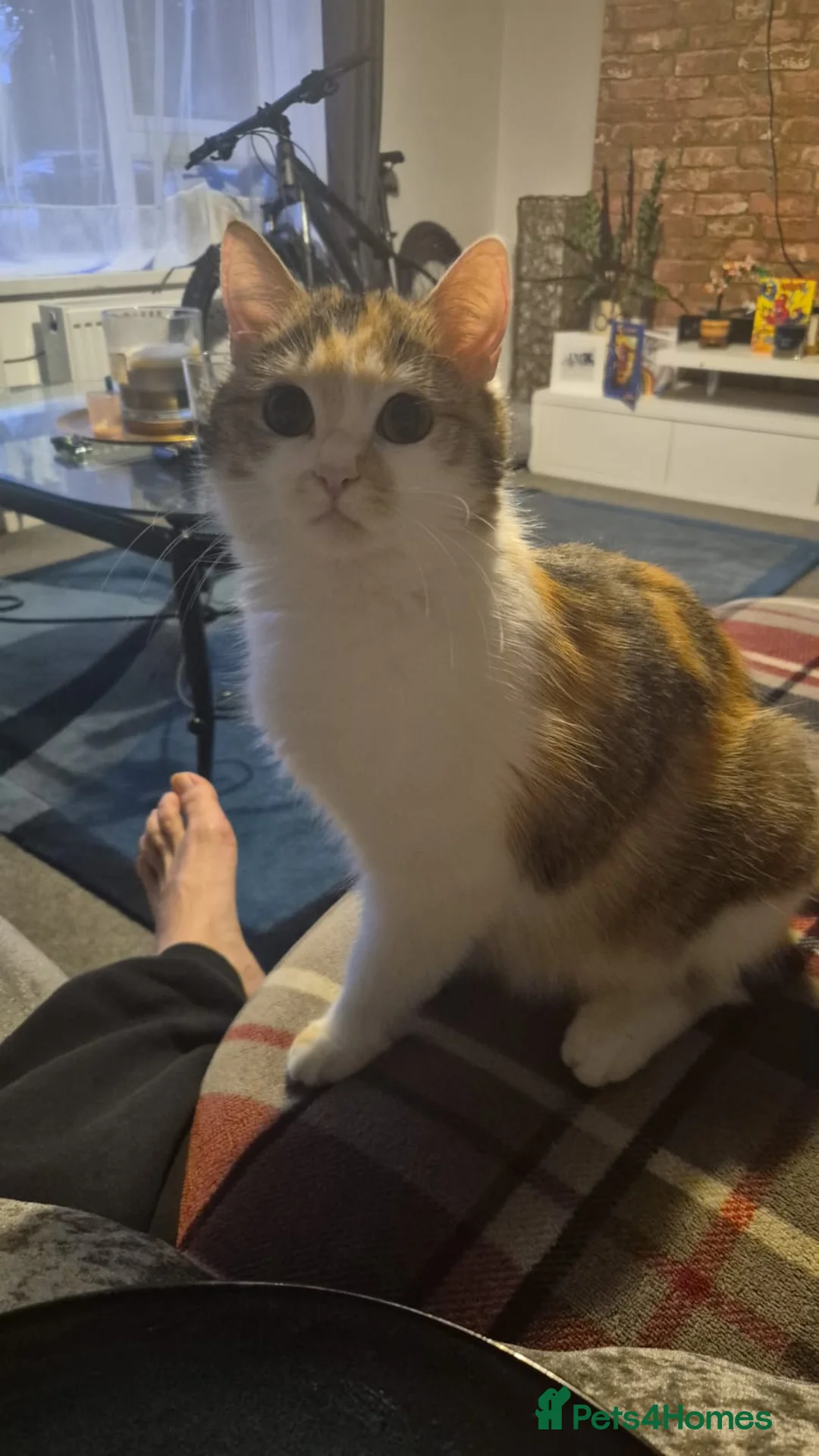 Mixed Breed cats for sale: Mixed breed kittens for sale in Chippenham - Advert 2
