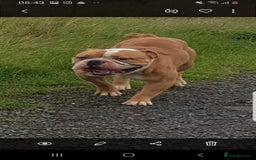 Olde English Bulldogge dogs for stud: Olde English bulldogge for stud  - Image 3
