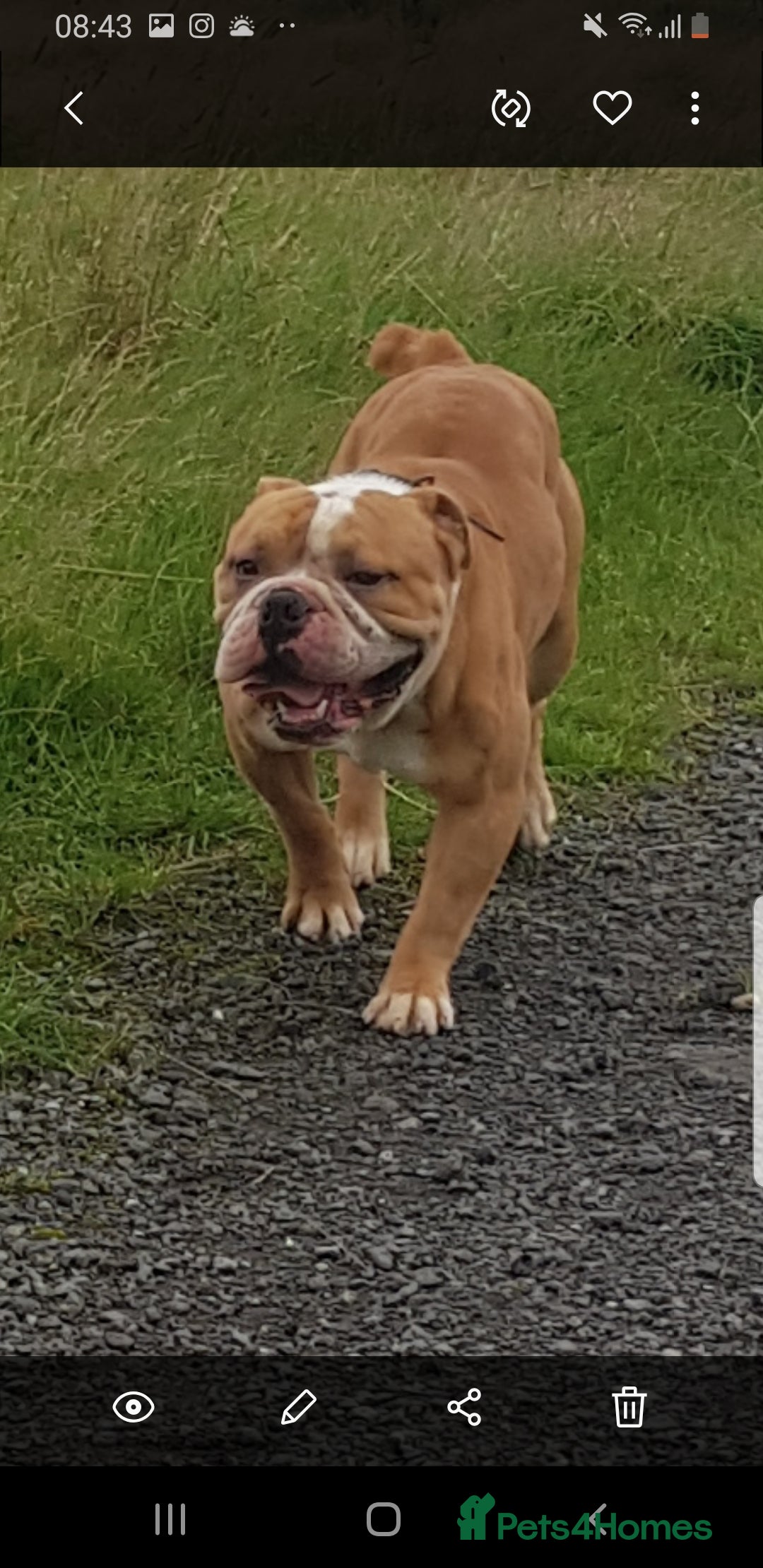 Olde English Bulldogge dogs for stud: Olde English bulldogge for stud  - Image 3