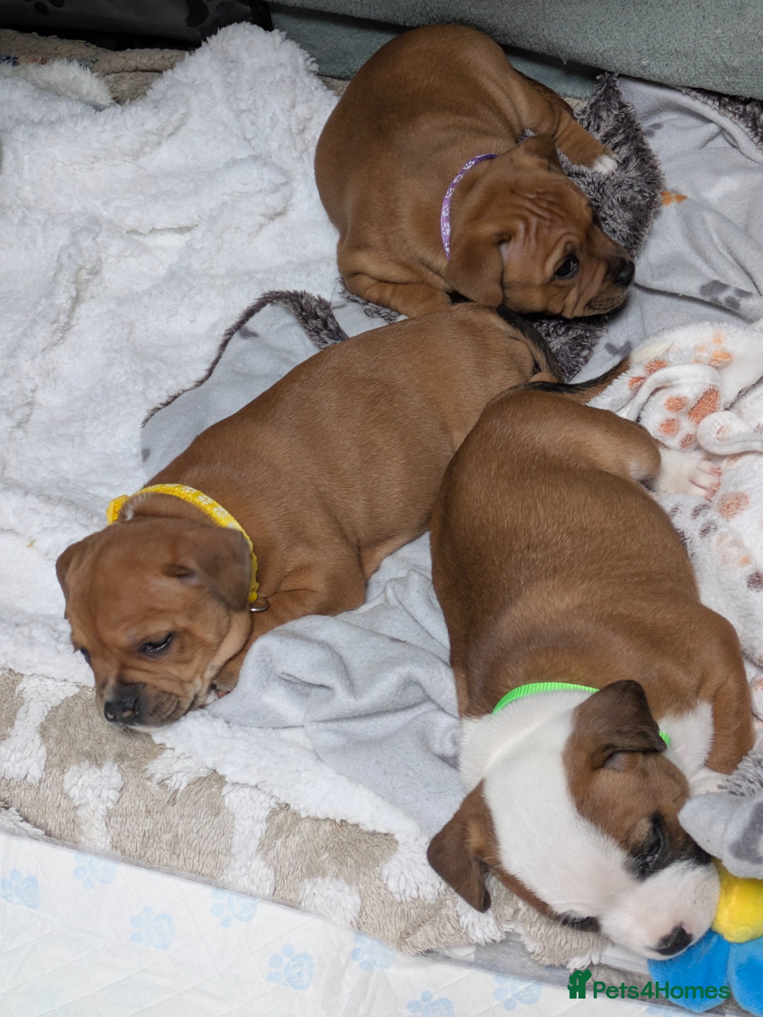Staffordshire Bull Terrier dogs Beautiful puppies🐶🐶🐶🐶 - Advert 1