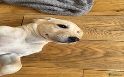 Labrador Retriever dogs for sale:  Unique Labrador ready for new home - Image 6