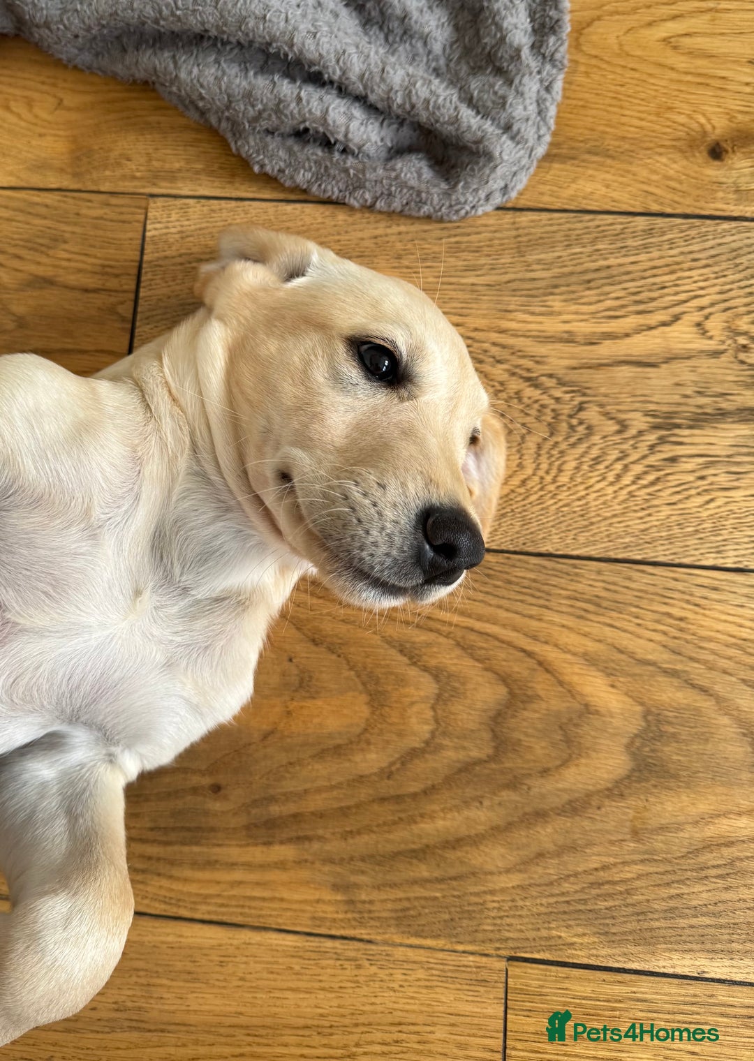Labrador Retriever dogs for sale:  Unique Labrador ready for new home - Image 6