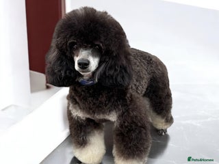 Toy Poodle dogs in Preston - Advert 6
