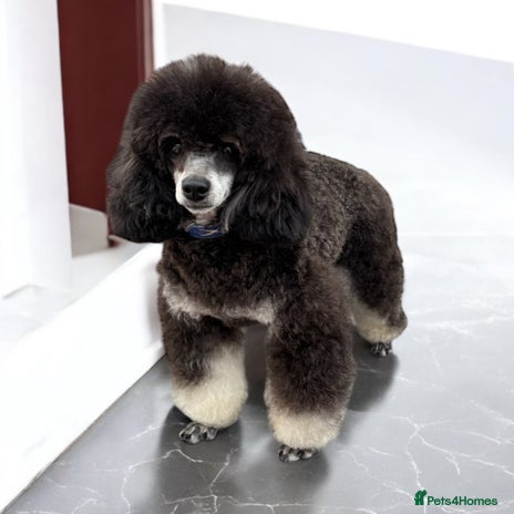 Toy Poodle dogs in Preston - Advert 17