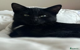 Mixed Breed cats for sale: Black Kitten Ragdoll x British Longhair Mix - Image 3