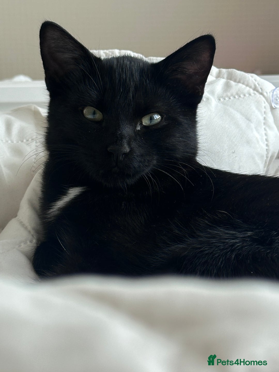 Mixed Breed cats for sale: Black Kitten Ragdoll x British Longhair Mix - Image 3