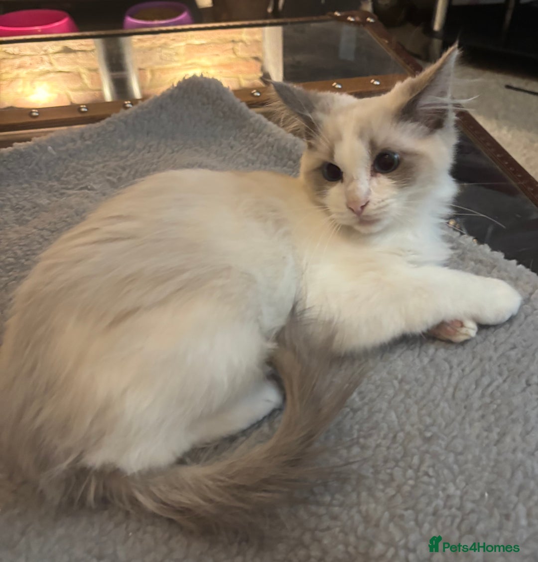 Ragdoll cats for sale: Gccf registered Ragdoll kittens  - Image 15