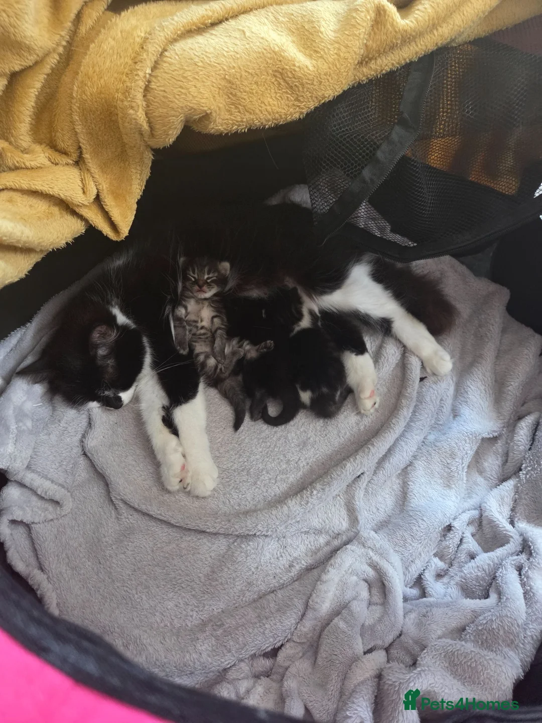 Mixed Breed cats for sale: Fluffy black male available  - Advert 2