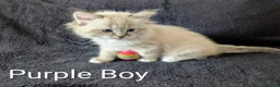 Ragdoll cats for sale: Fluffy Ragdoll Kittens - Advert 9