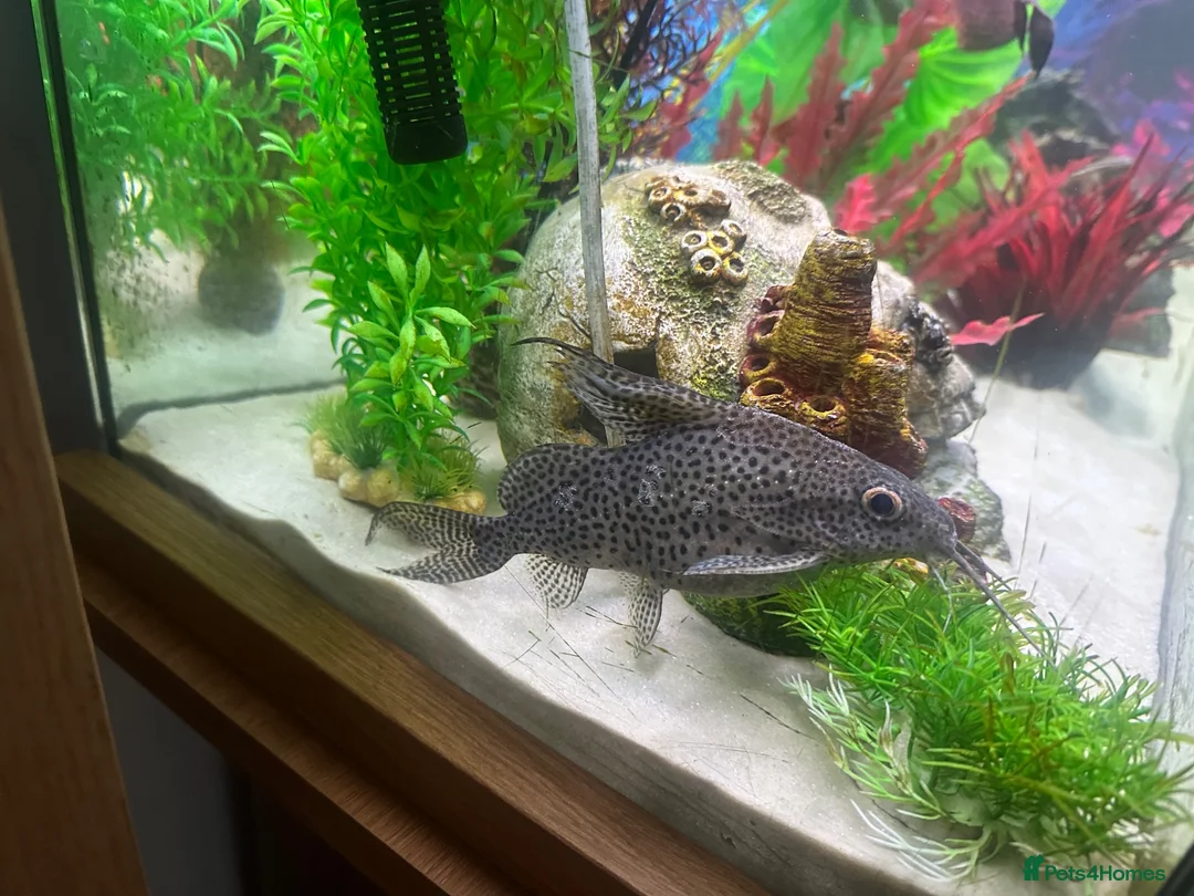 Plecos fish for sale: 2x plecos and a red tip shark in Ashford - Advert 1