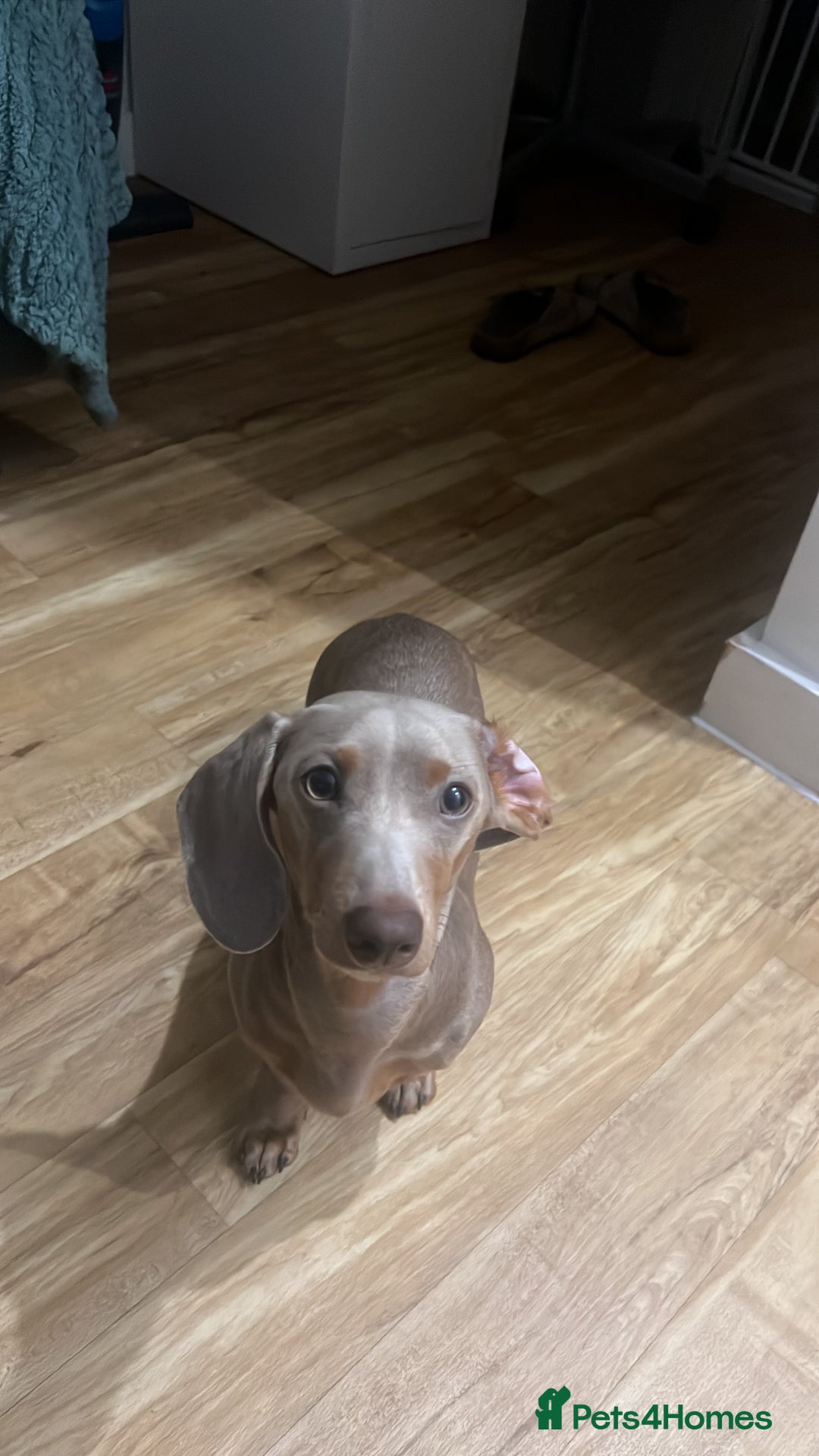 Miniature Dachshund dogs for sale: 9 month, KC registered miniature dachshund  - Advert 10