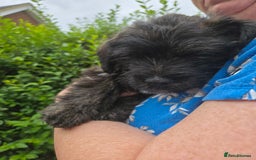 Mixed Breed dogs for sale: F1 Westipoos  - Image 25