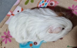 Guinea Pig rodents for sale: Two Stunning Sheltie Sows - Image 3