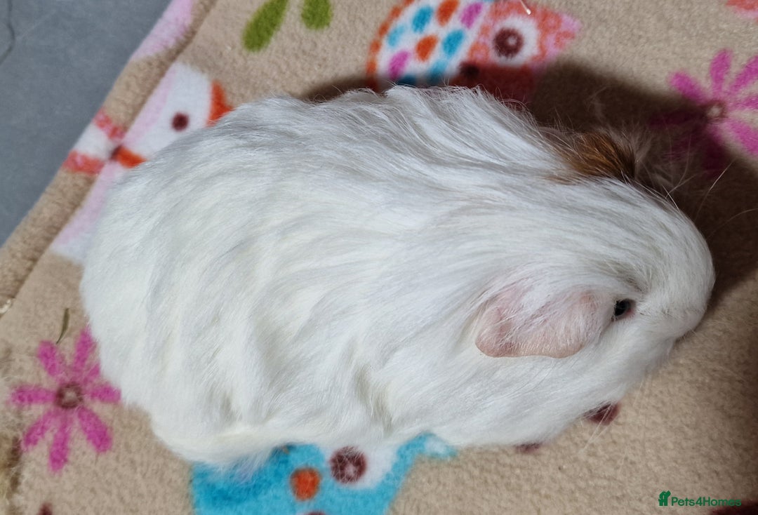 Guinea Pig rodents for sale: Two Stunning Sheltie Sows - Image 3
