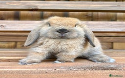 Mini Lop rabbits for sale: Male mini lop for sale - Advert 4