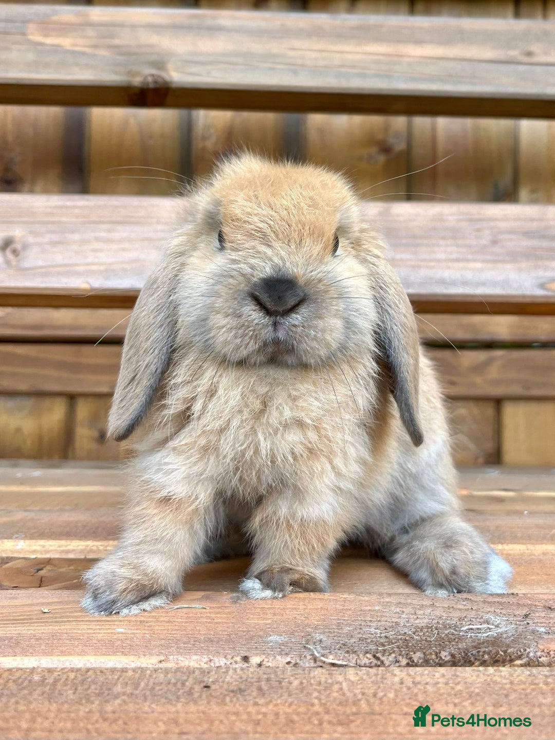 Mini Lop rabbits for sale: Male mini lop for sale - Advert 4