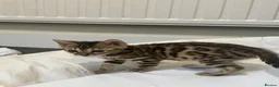 Bengal cats for sale: 🐆 Exceptional F5Bengal Kittens EgyptianBloodline  - Advert 4