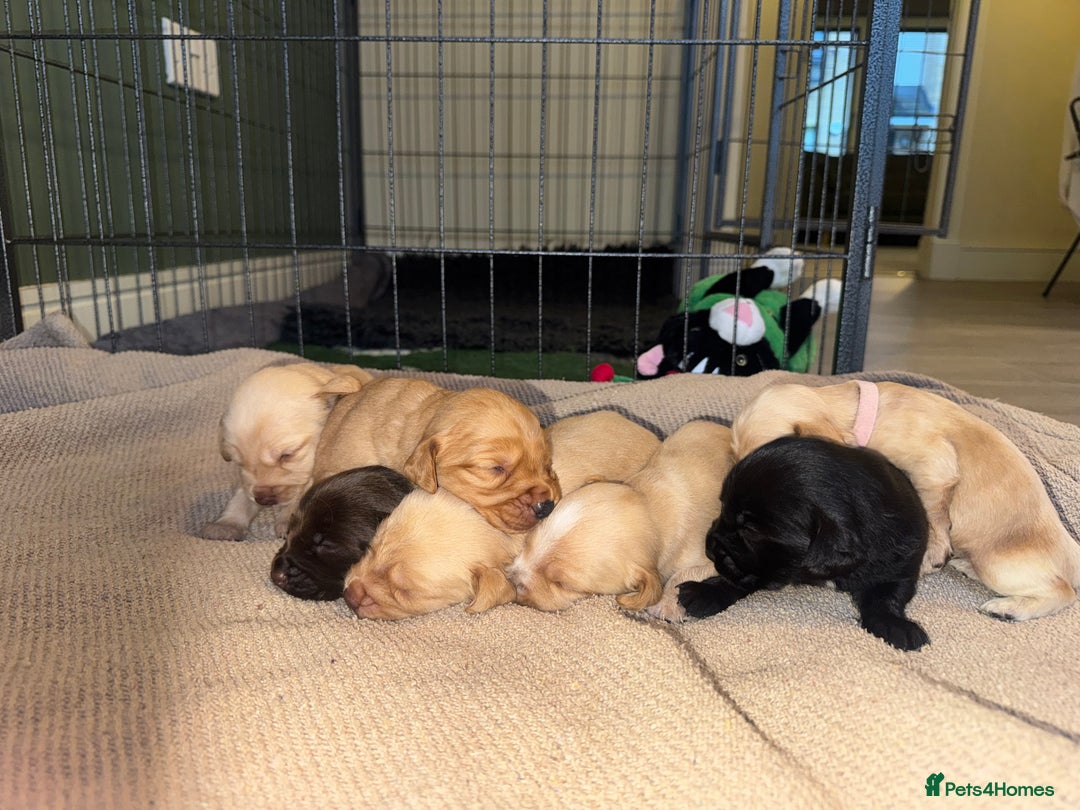 Cockerdor dogs for sale: Cockerdor/ Spanador Puppies. KC registered parents - Advert 27