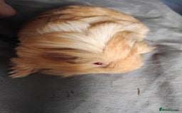 Guinea Pig rodents for sale: Pair of male guinea pigs so beautiful  - Image 4