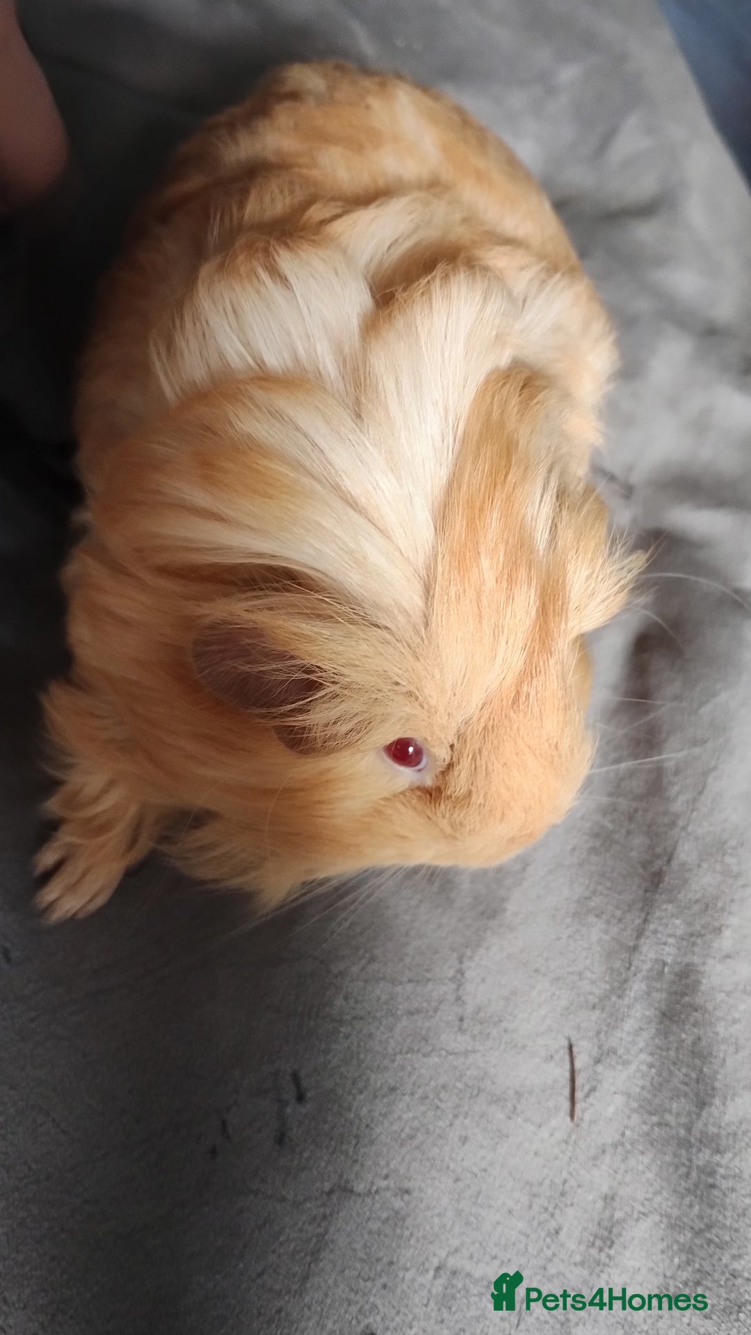 Guinea Pig rodents for sale: Pair of male guinea pigs so beautiful  - Image 4