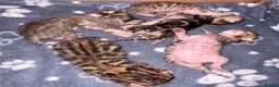 Bengal cats for sale: Bengal kittens - Advert 3