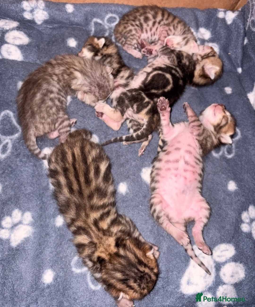 Bengal cats for sale: Bengal kittens - Advert 3