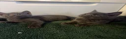 Scottish Fold cats for sale: 🐾 Beautiful Scottish Mix Kittens 🐾 - Advert 22