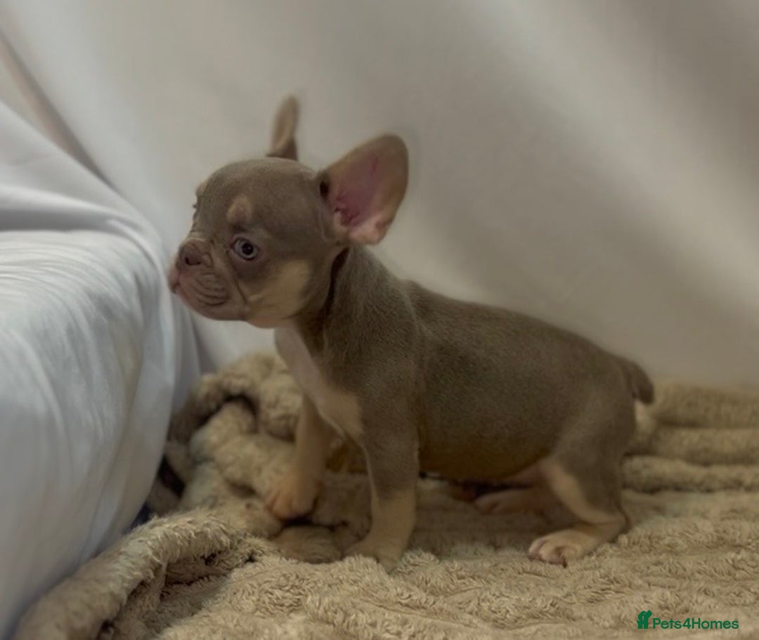 French Bulldog dogs for sale: 💕🐾 Stunning French bulldogs 🐾💕 - Advert 17