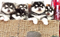 Pomsky dogs for sale: Very Tiny F4 Pomskys  - Image 30
