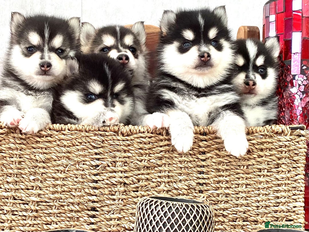 Pomsky dogs for sale: Very Tiny F4 Pomskys  - Image 30