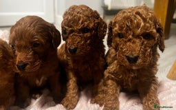 Cockapoo dogs for sale: F1b cockapoo  - Advert 2