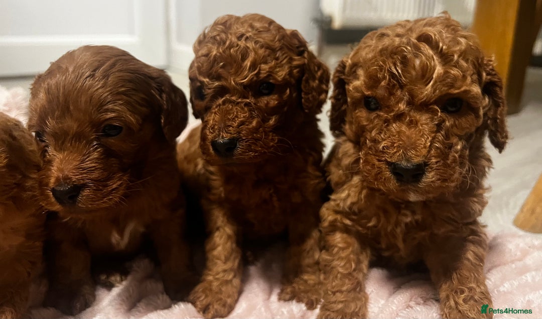 Cockapoo dogs for sale: F1b cockapoo  - Advert 2