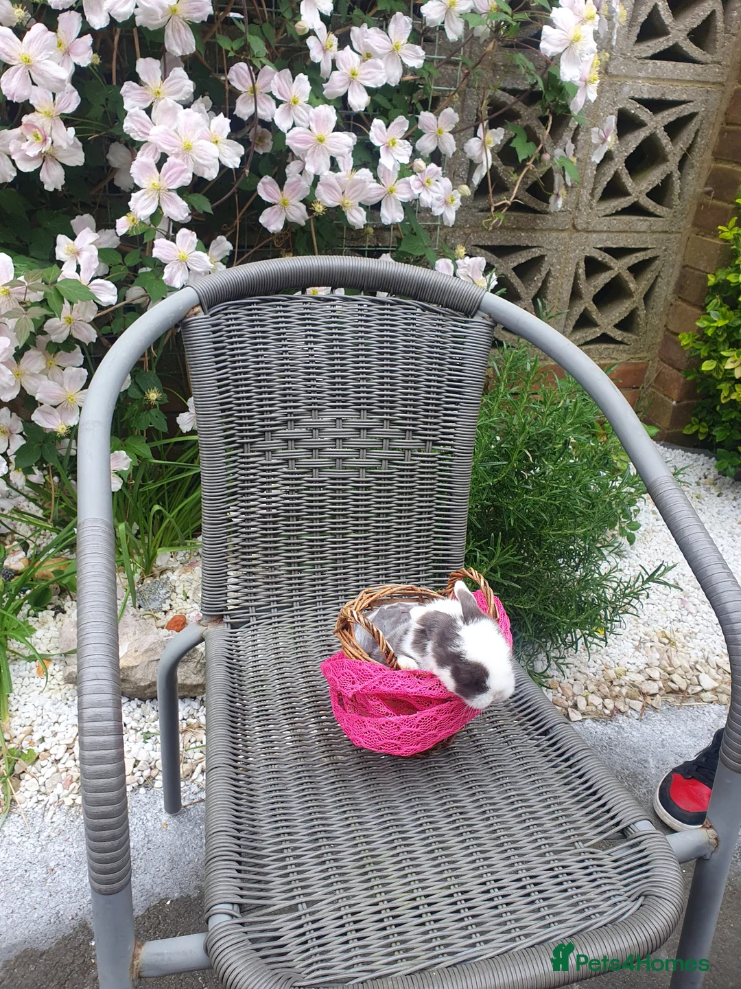 Dwarf Lop rabbits for sale: Beautiful Holland lops  in Horsham - Advert 2