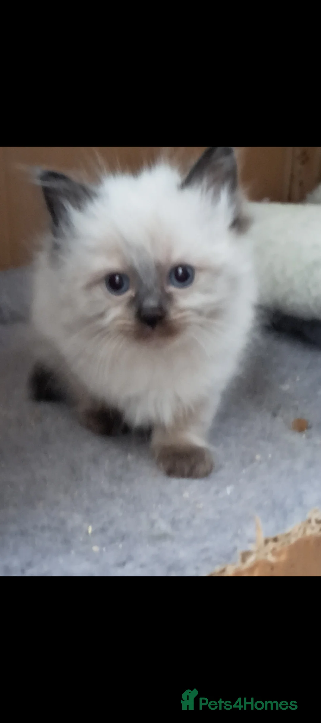 Ragdoll cats for sale: Fluffy ragdoll kittens - Advert 6