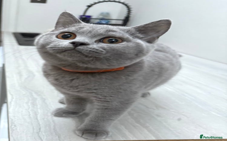 British Shorthair cats - Advert 14