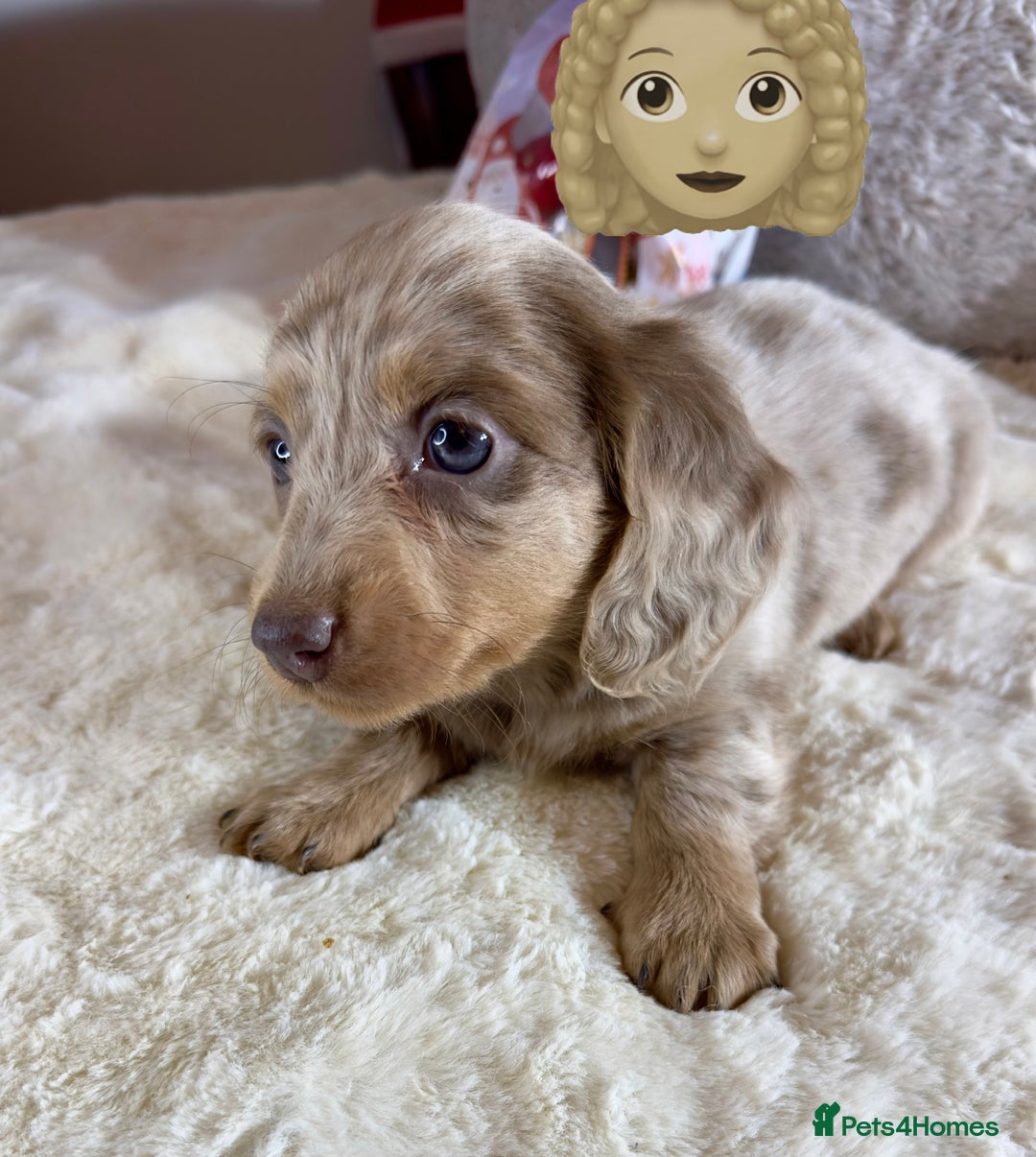 Miniature Dachshund dogs for sale: Dachshund miniature long hair - Advert 40