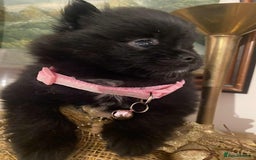 Pomeranian dogs for sale: Pomeranian puppies  - Image 12