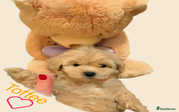 Maltipoo dogs for sale: Beautiful Maltipoo girls looking for lovely home  - Image 11