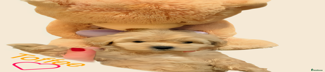 Toffee - Maltipoo Girl