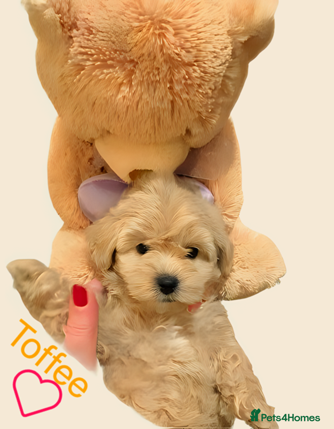Maltipoo dogs for sale: Beautiful Maltipoo girls looking for lovely home  - Image 11
