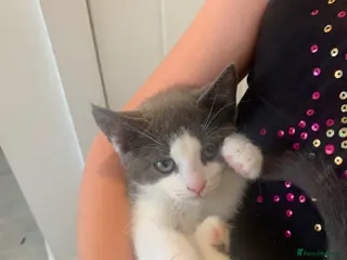 Norwegian Forest Cat cats Beautiful Norwegian forest kittens 🩵🩵 - Advert 1