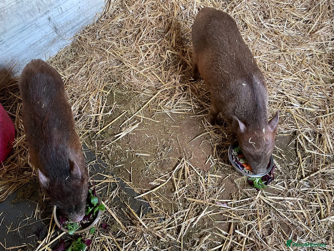 Pig livestock for sale: Kune kune x julian - Image 5