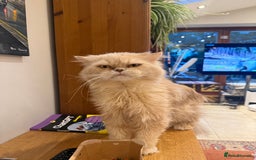 Persian cats for sale: Himalayan Persian cats - Image 9